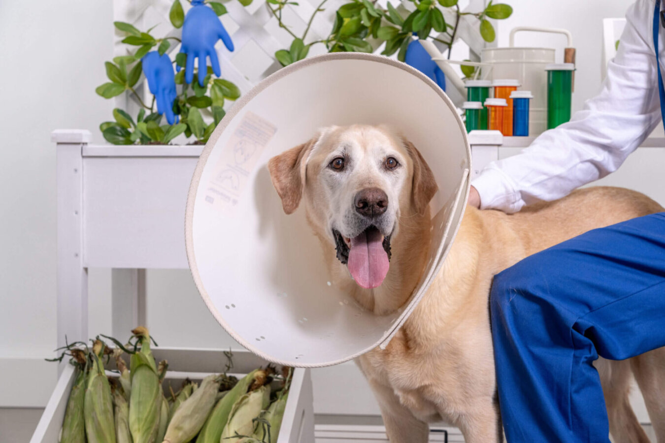 Picture of dog named Bear in a recyclable dog cone.